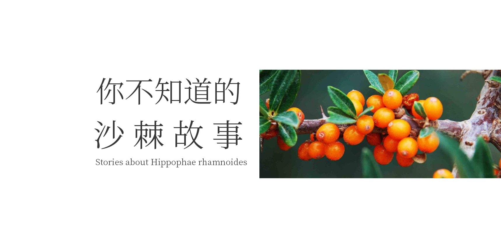 沙棘茶插畫包裝設計