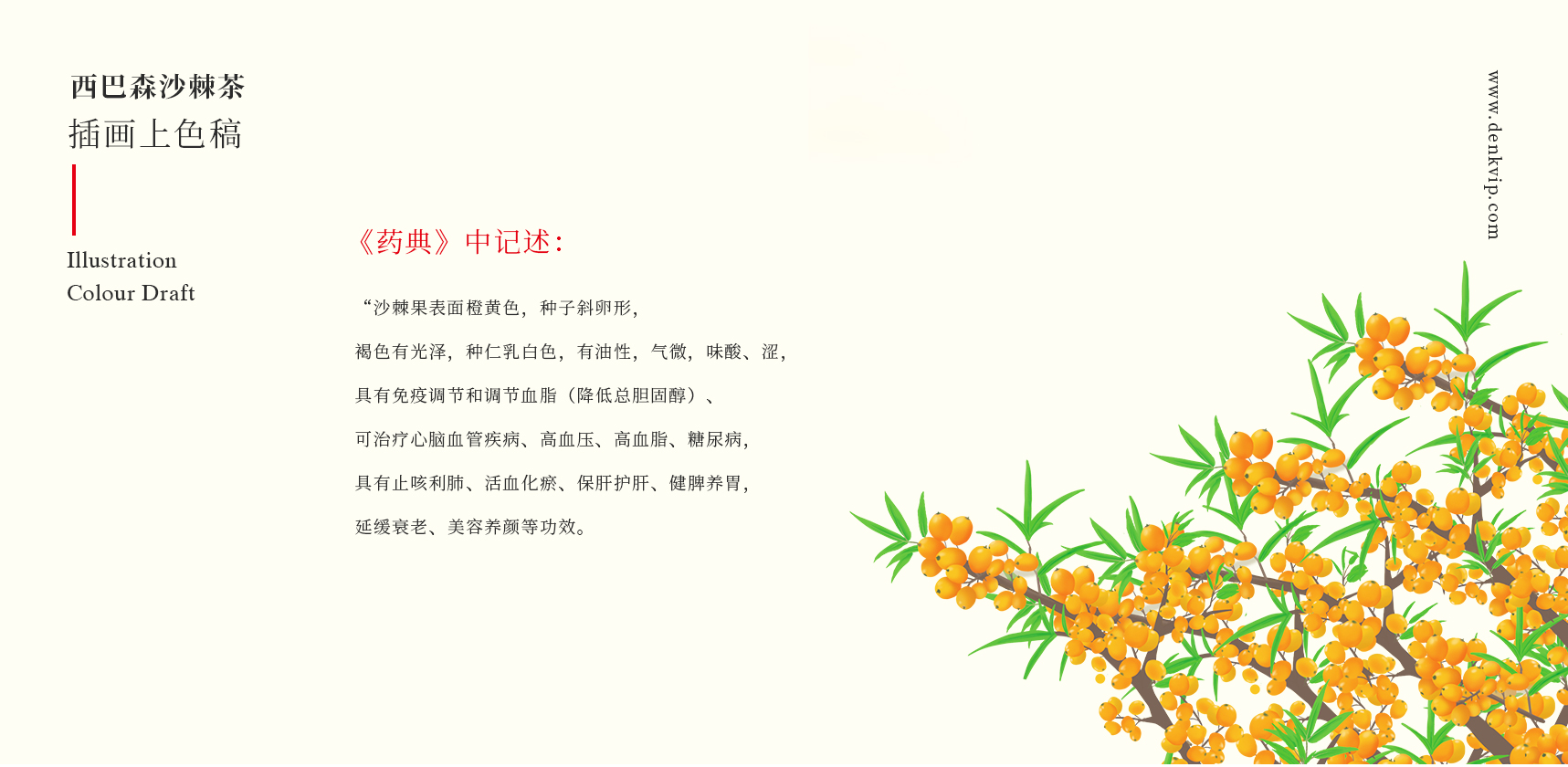 沙棘茶插畫包裝設計